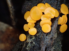 Dicephalospora rufocornea