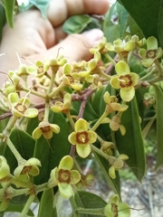 Angiospermae