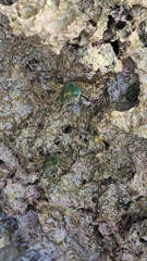 Grapsus