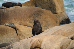 Arctocephalus australis