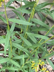 Solidago odora