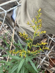 Solidago odora