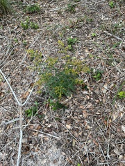 Solidago odora