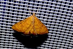 Ecpyrrhorrhoe rubiginalis