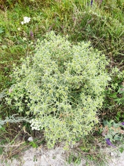 Eryngium campestre