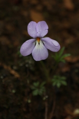 Viola pedata