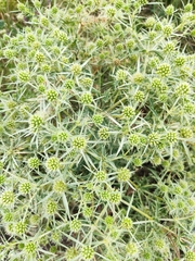 Eryngium campestre