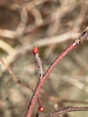 Vaccinium fuscatum