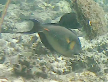 Acanthurus sohal
