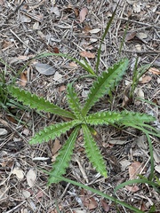 Cirsium horridulum