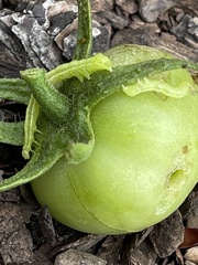 Chrysodeixis chalcites