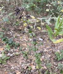 Origanum vulgare