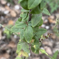 Origanum vulgare