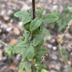 Origanum vulgare