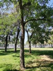 Magnoliopsida