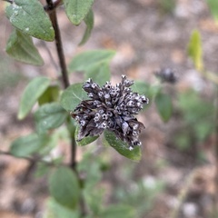 Origanum vulgare