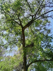 Magnoliopsida