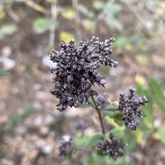 Origanum vulgare