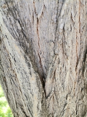 Magnoliopsida