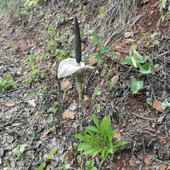 Amorphophallus kiusianus