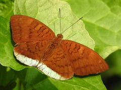 Tanaecia julii