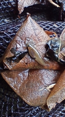 Pseudopoecilia festae