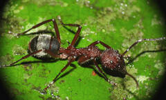 Dolichoderus decollatus