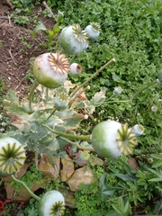 Papaver somniferum