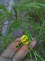Leucaena