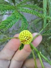 Leucaena