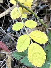 Rosa gymnocarpa
