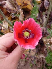 Papaver somniferum