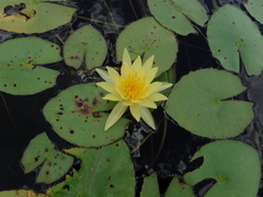 Nymphaea mexicana