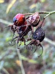 Rosa gymnocarpa