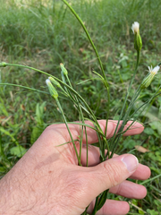 Hypochaeris albiflora