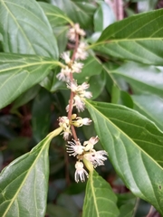 Piparea multiflora