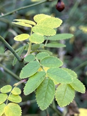 Rosa gymnocarpa