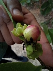 Camponotus