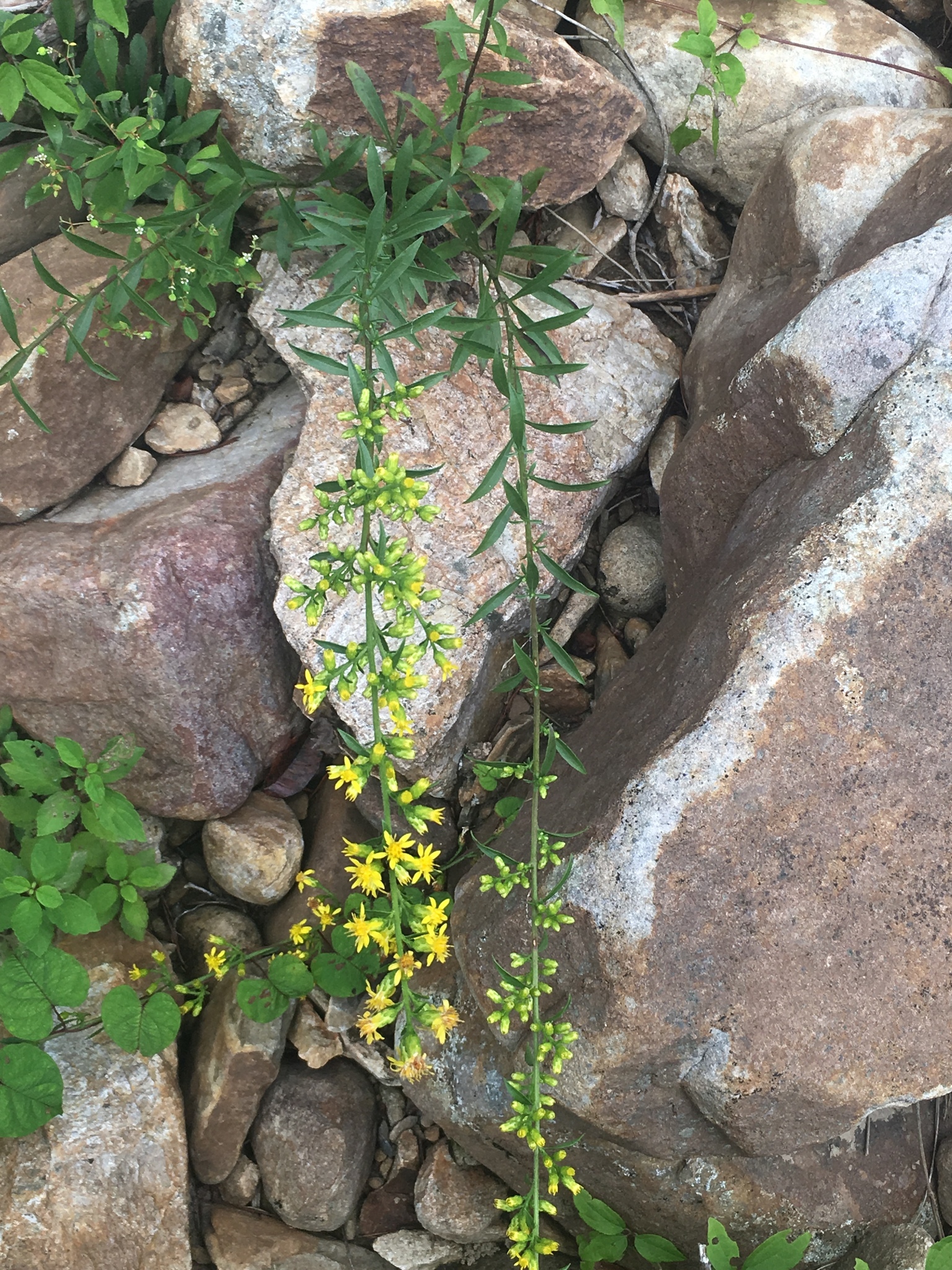 Solidago arenicola