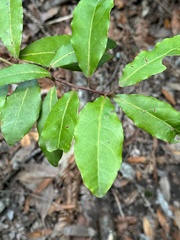 Elaeagnus pungens