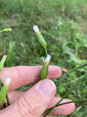 Hypochaeris albiflora