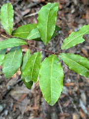 Elaeagnus pungens