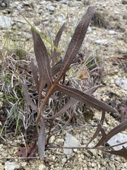 Silphium albiflorum