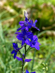 Delphinium ajacis