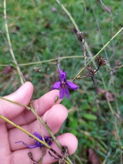 Delphinium consolida