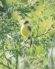 Pseudocolopteryx flaviventris