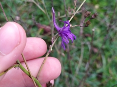 Delphinium consolida