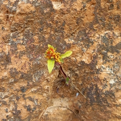 Byrsonima crassifolia