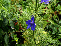 Delphinium ajacis