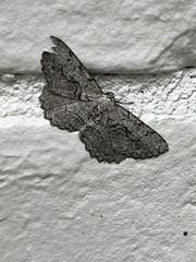 Cymatophora approximaria